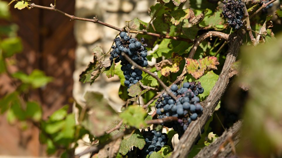 Vinnou révu na Vinařské stezce Podluží potkáme doslova na každém kroku