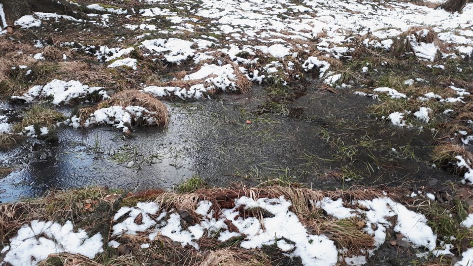Malá olšina je bohatší na výskyt mokřadů | foto: Markéta Vejvodová, Český rozhlas Malá olšina je bohatší na výskyt mokřadů