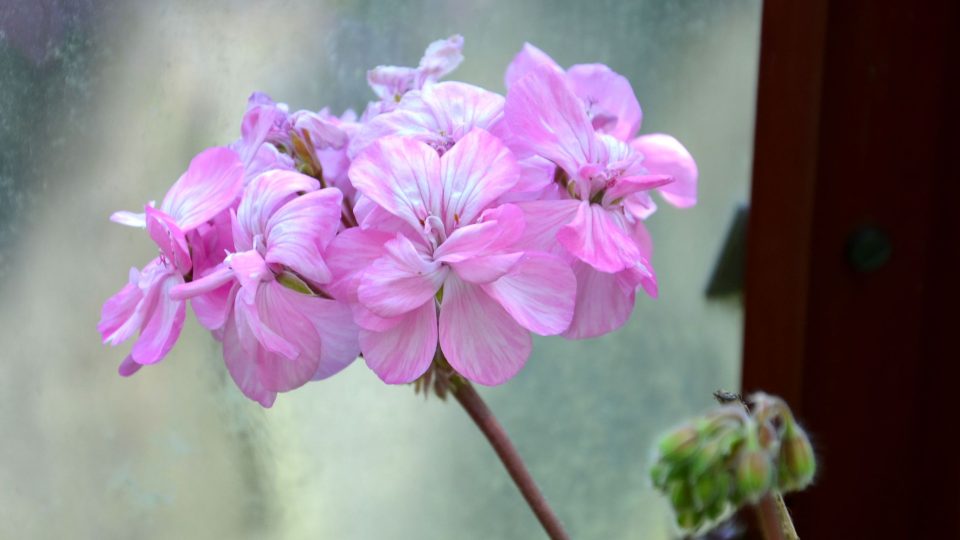 Pelargonie aneb krása muškátů