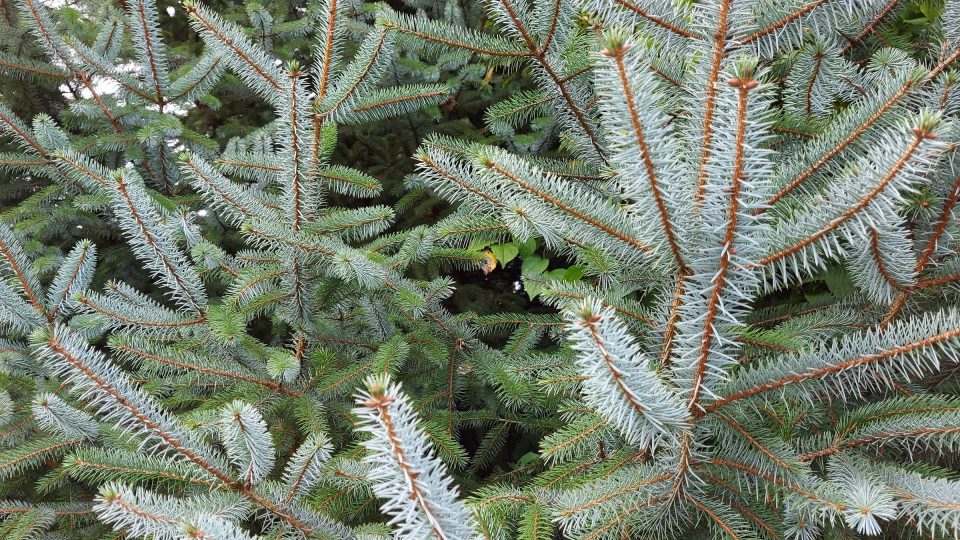 Oporu, zálivku, živiny a zastínění potřebují jehličnany, aby se jim dařilo na novém místě