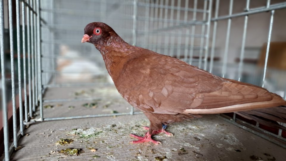 Rakovnický kotrlák budil na výstavě holubů zaslouženou pozornost