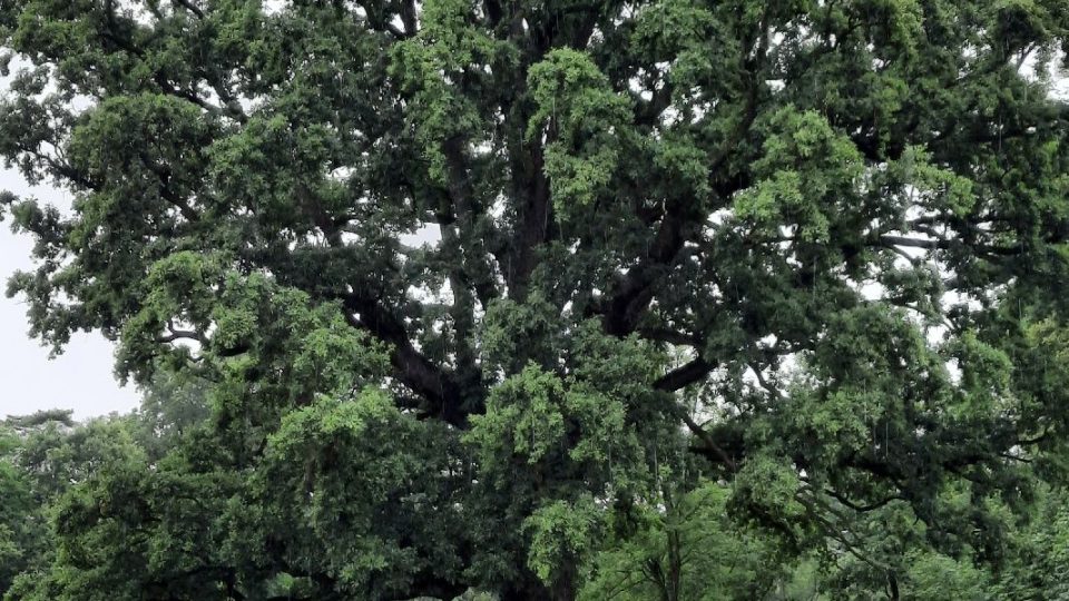 V parku roste zhruba 500 let starý dub zimní, který se dostal i do finále ankety Strom roku