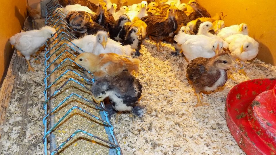 Tři týdny stará zdrobnělá plemena | foto: Josef Blažek Tři týdny stará zdrobnělá plemena