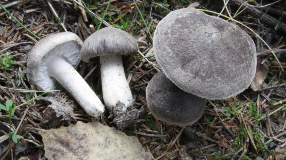 tricholoma_terreum_kolomazna_pec_1.jpg