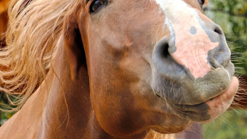 Českomoravský belgický kůň Mery