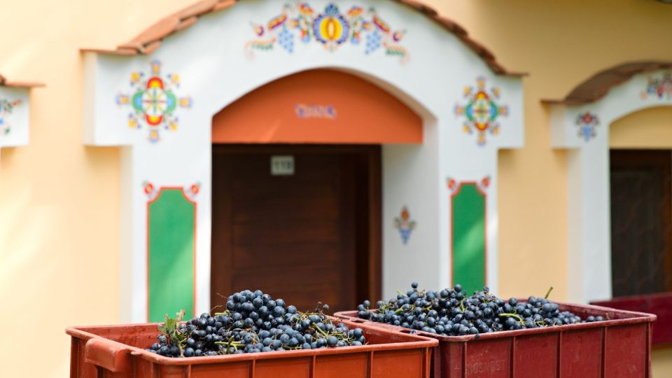 Letošní úroda vinné révy v Nechorech se v tomto sklípku za pár měsíců promění v červené víno