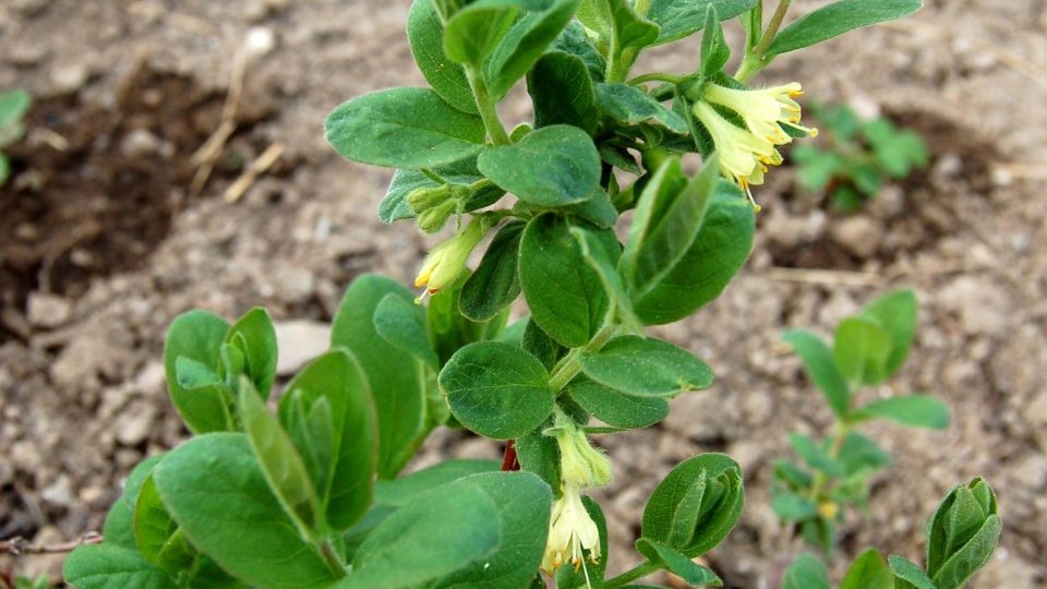 Kvetoucí lonicera