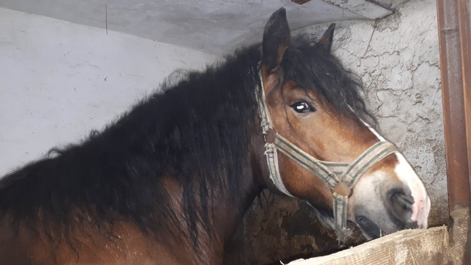 Na farmě jsou také ustájeni pracovní koně. Pomáhají z lesa odtahovat pokácené dřevo napadené kůrovcem.jpg