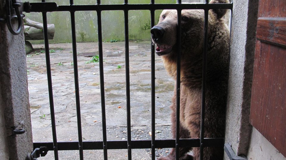 Medvědice Marie Terezie působí klidně, ale zdání klame, přiblížit se blíže není radno