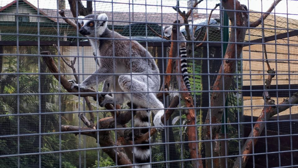 Ve vendryňské Minizoo najdete i exotické druhy zvířat