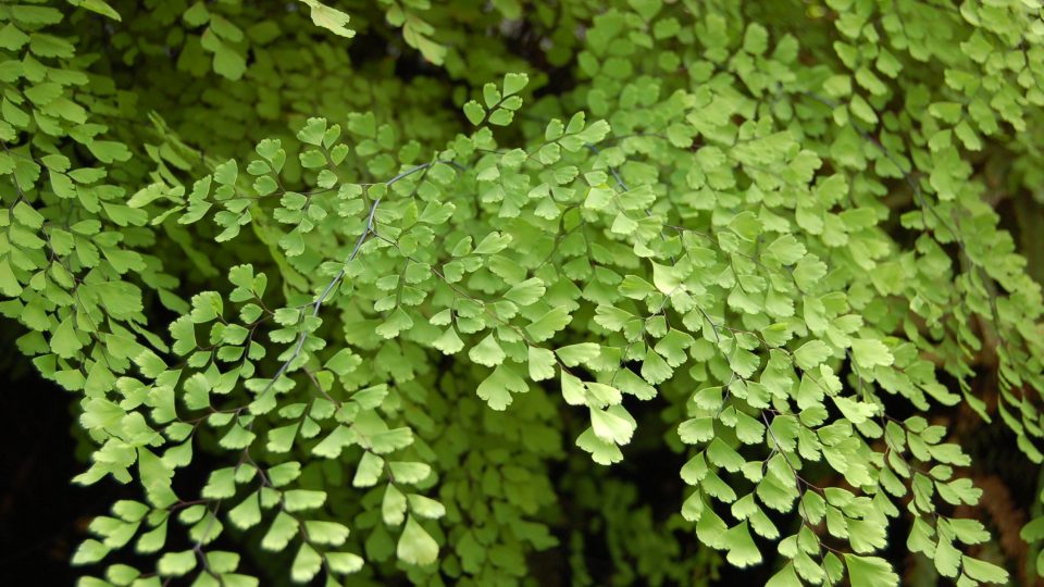 Netík (Adiantum), detail