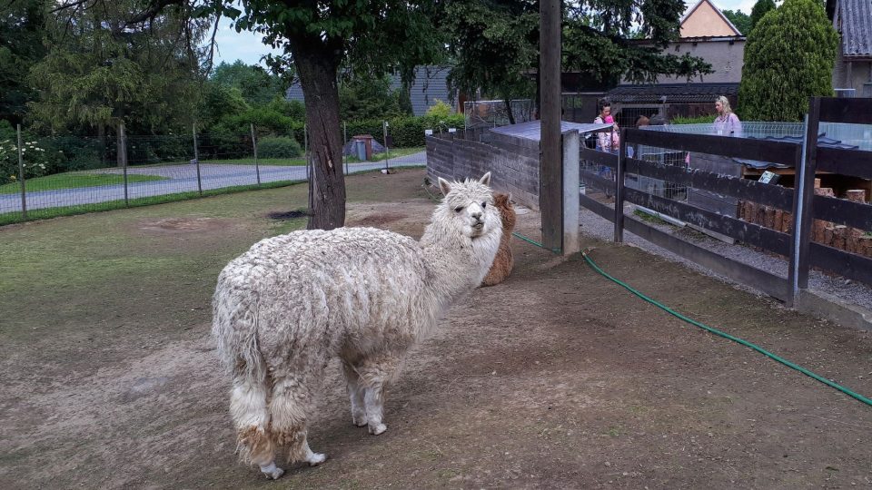 Kolem minizoo jsou rodinné domy. Proto je v neděli zavřeno, aby návštěvníci nerušili klid místních