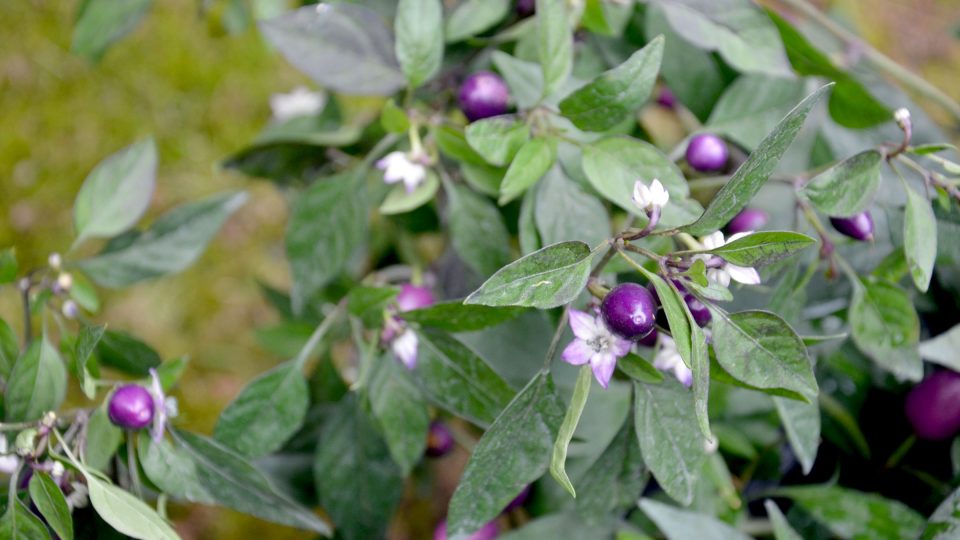 Chilli paprika Cancun