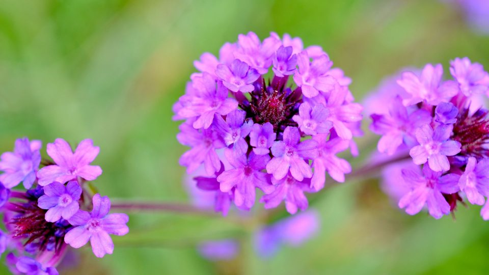 Trvalka sporýš argentinský, Verbena bonariensis