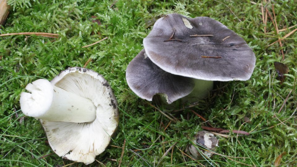 tricholoma_portentosum_vlci-kbel_1.jpg