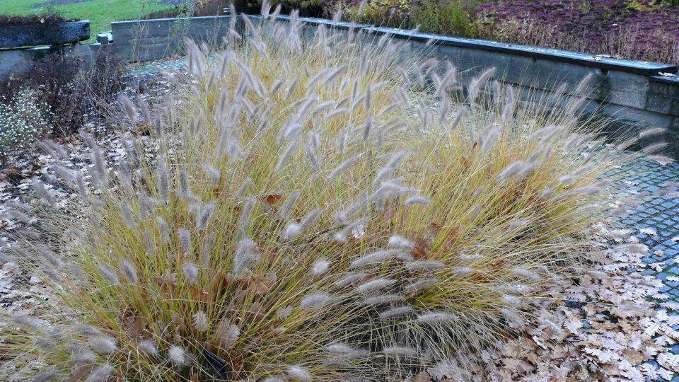 Pennisetum alopecuroides na podzim