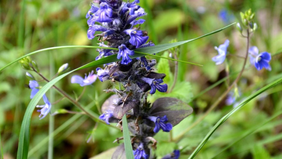 Ajuga reptans, zběhovec plazivý