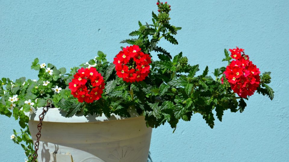 Verbena neboli sporýš dobře roste na jižní, západní, ale i jihovýchodní straně