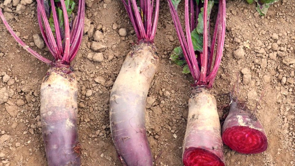 Podlouhlá odrůda červené řepy, Monorubra | foto: Jolana Nováková, Český rozhlas Podlouhlá odrůda červené řepy, Monorubra