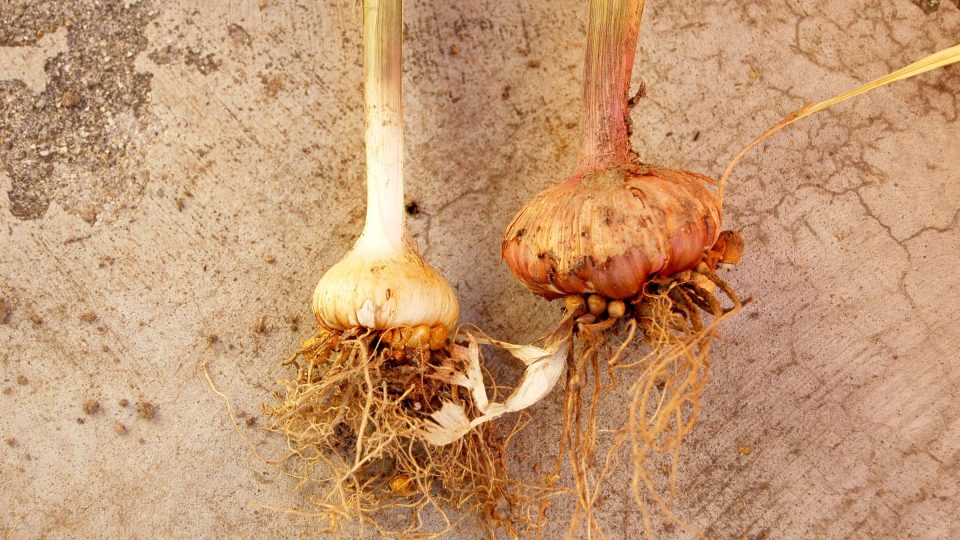 Hlíza acidantéry (světlá) a mečíku. Z drobných hlízek je možné za dva až tři roky dopěstovat kvetoucí rostliny.JPG