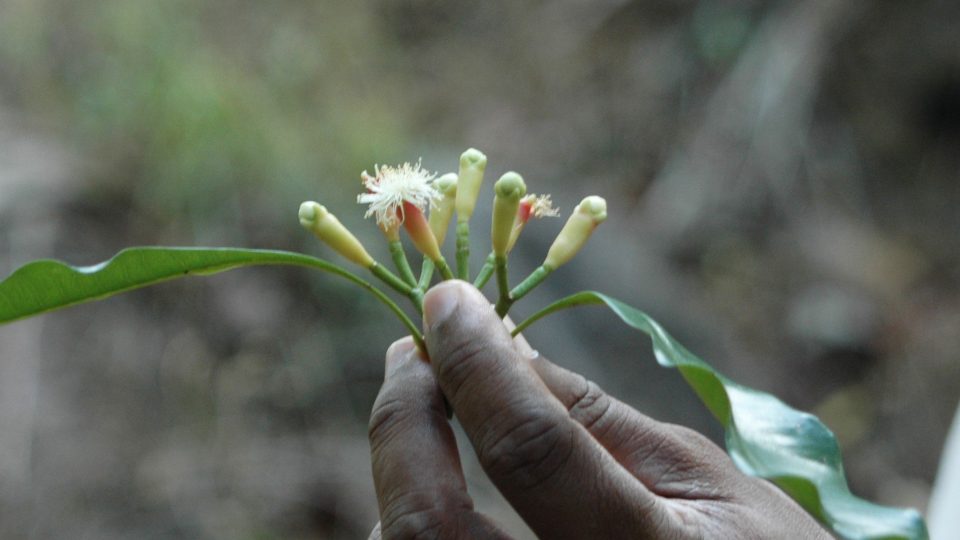 Hřebíček poupě a květ | foto: Jaroslav Dobiáš Hřebíček poupě a květ