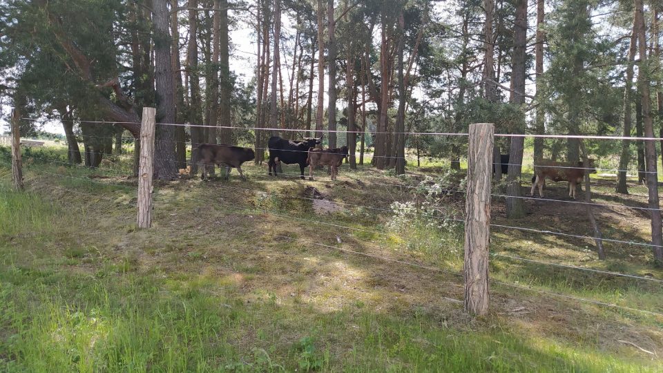 Pratuři jsou vyhynulým druhem