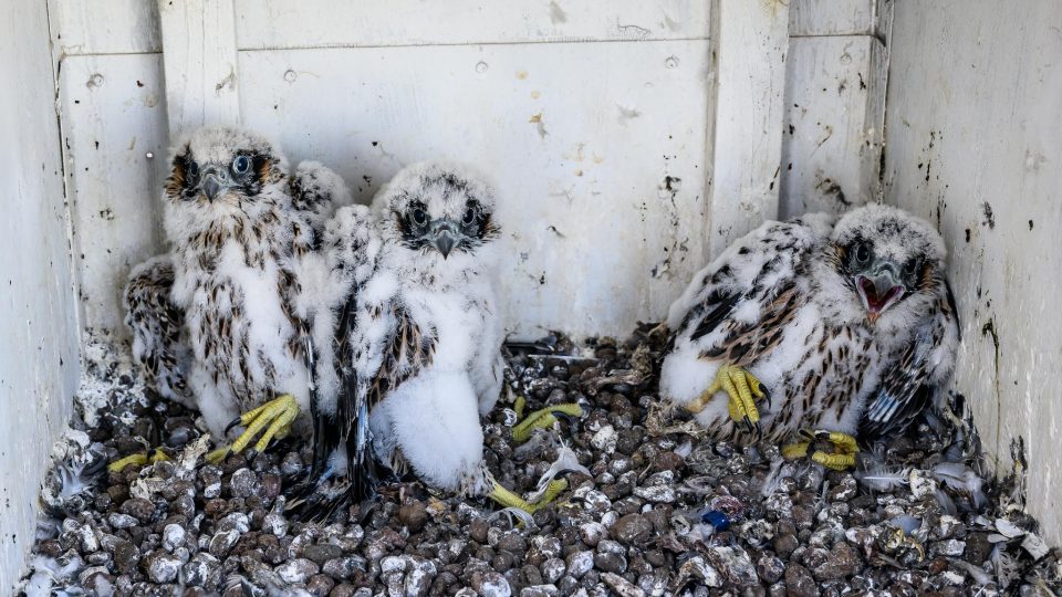 Kroužkování mláďat sokolů na nejvyšším komíně v rafinerii v Kralupech nad Vltavou