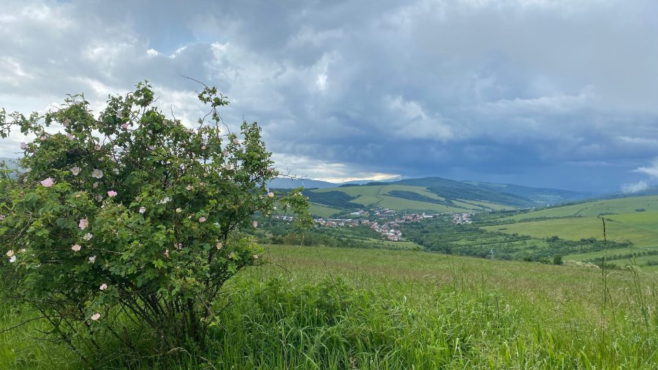 Cestu k rozhledně lemují růžové keře