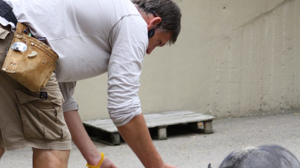 Prasata se učí rychle, jsou prý značně inteligentní