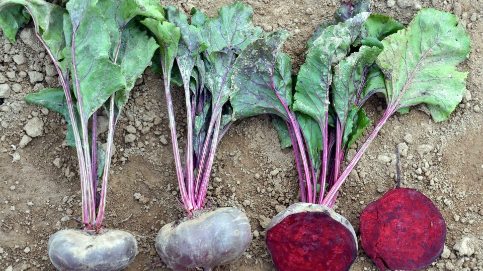 Červená řepa, odrůda Kahira | foto: Jolana Nováková, Český rozhlas Červená řepa, odrůda Kahira