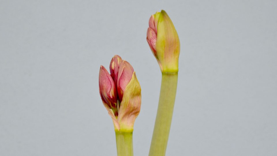 Rozkvétající hvězdník (Hippeastrum)