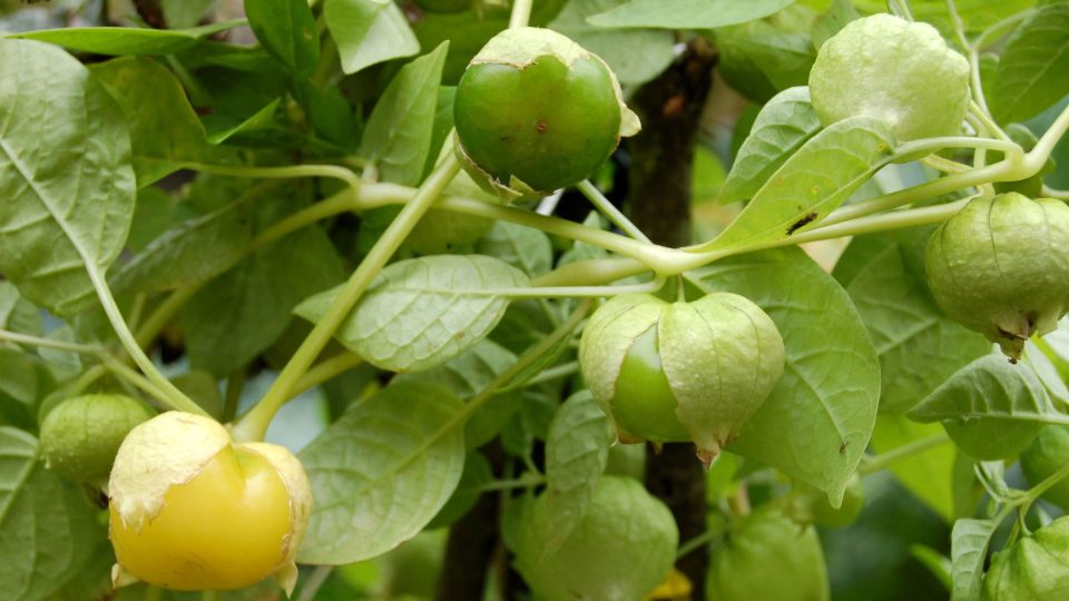 Tomatillo, žluté, žlutooranžové, někdy fialové, podle odrůdy