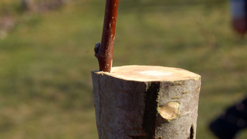 4 Umístění roubu za kůrou podnože