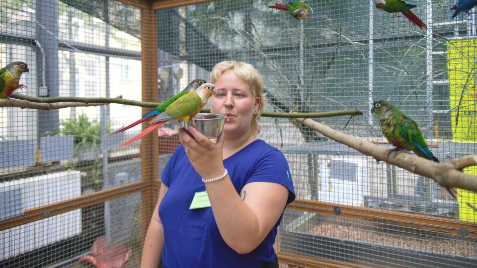 85. výstava exotického ptactva v Botanické zahradě PFUK - dobrovolnice Eliška krmí pyrury