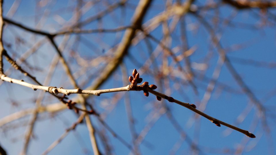 Větvička s květními pupeny, vhodná na barborku