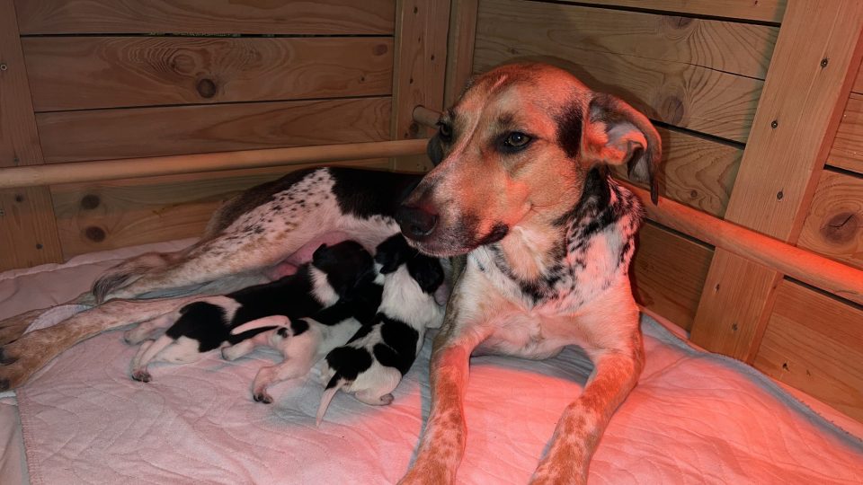 Novopečená maminka