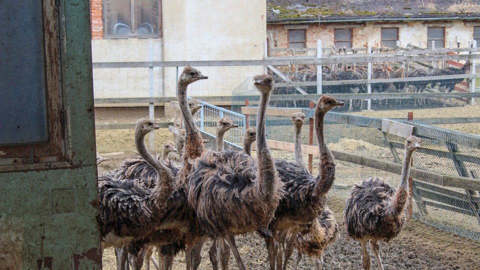 Pštrosí farma v Moravci