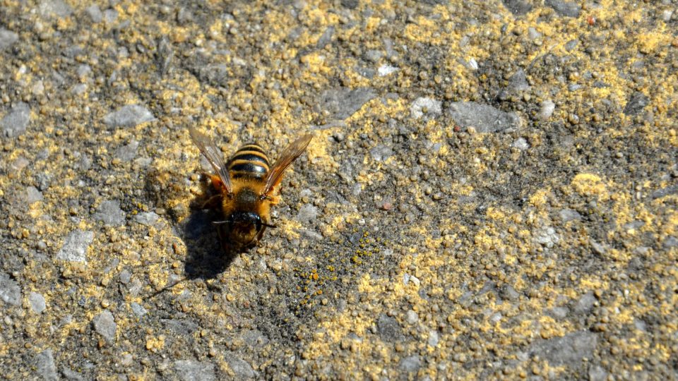 Pískorypka páskovaná se živí nektarem a larvy zásobuje pylem