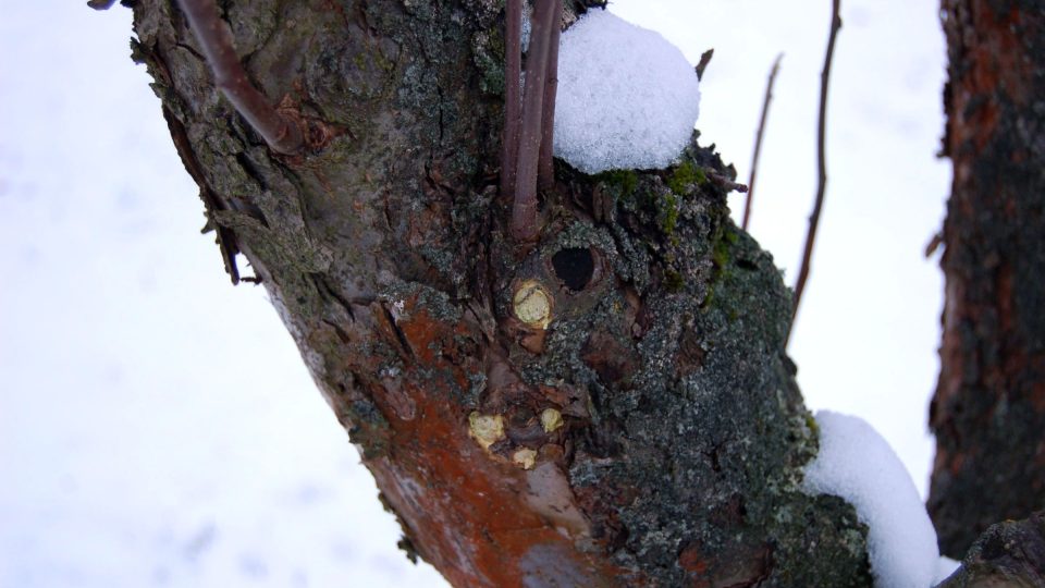 Ze stromů můžeme kartáčem očistit borku s lišejníky a mechy