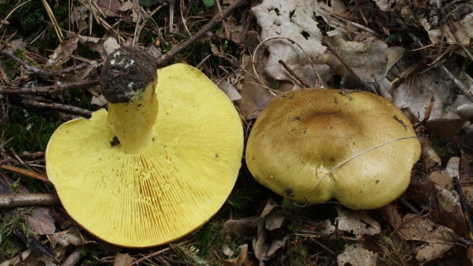 tricholoma_frondosae1_1.jpg