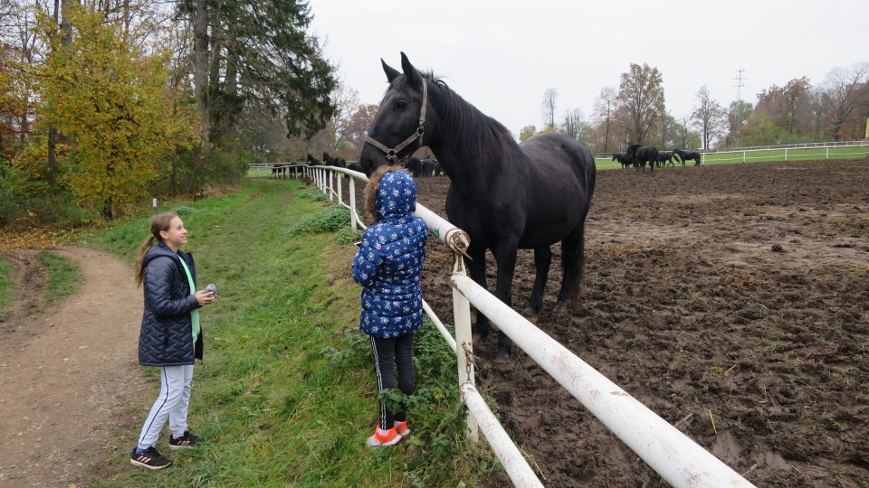 Při cestě na Kočičí hrádek můžete projít okolo výběhů starokladrubských koní