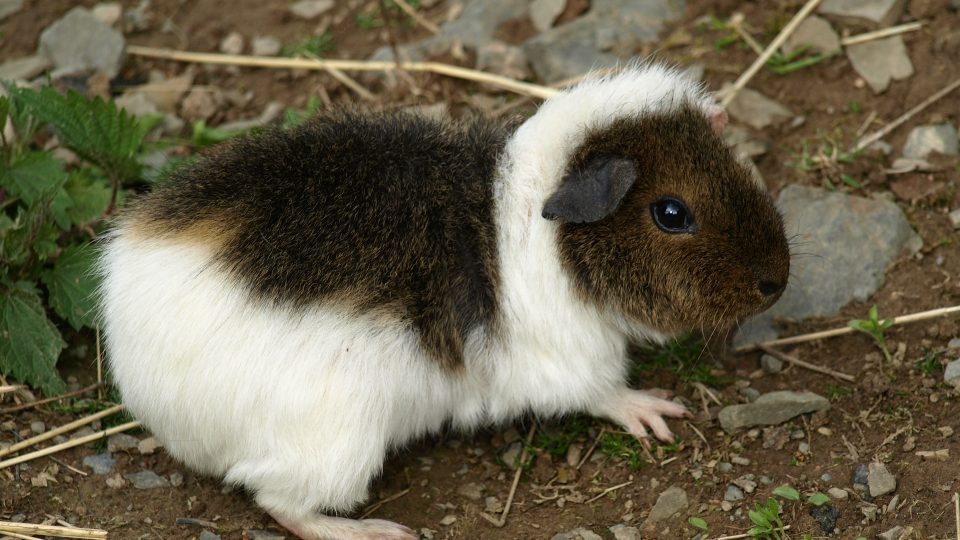 guinea-pig-327382_1920.jpg