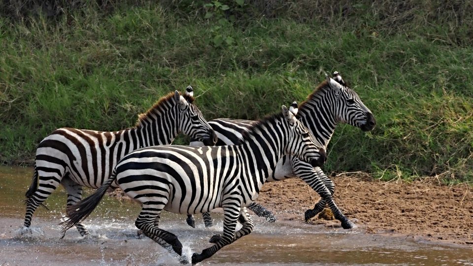 Svět zvířat objektivem Jiřího Kolbaby