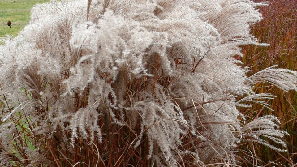 Miscanthus sinensis Kleine Fontaine