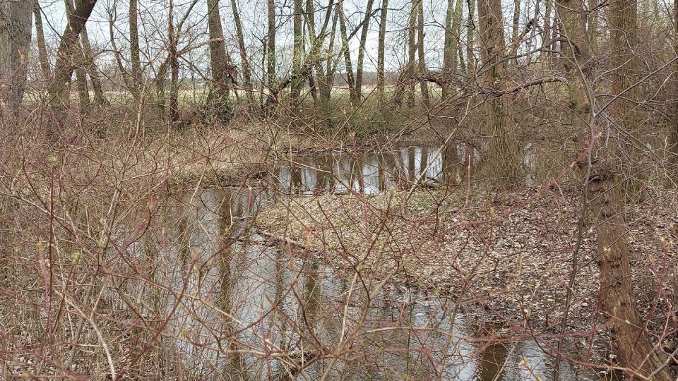 V tůňce zvané Rybí útulek nenajdete ryby, ale právě na jaře množství obojživelníků