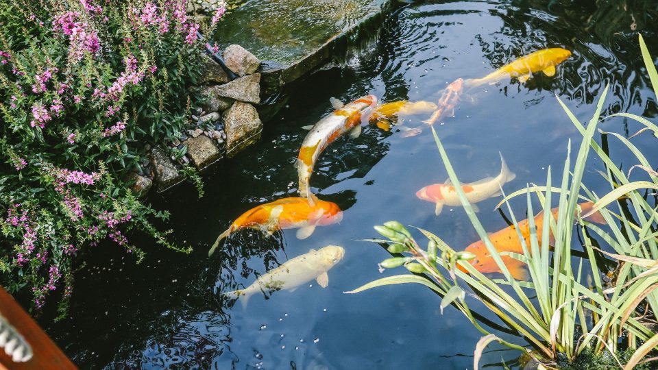 V zahradním jezírku mají nádherné koi kapry