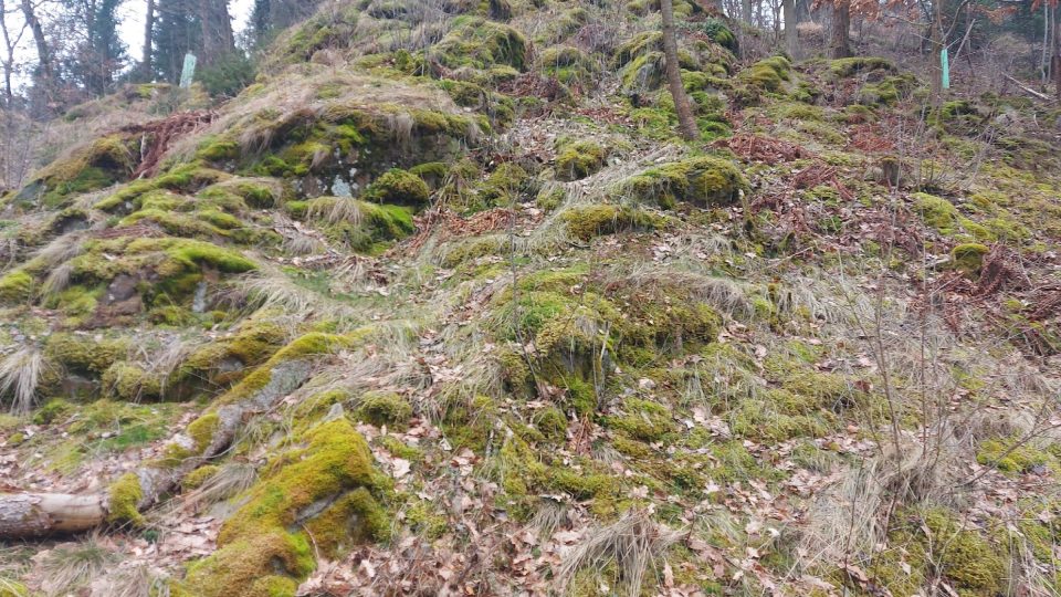 Kupsova skála je bývalý selský lom blanické pararuly. Díky dostatku světla nabízí příznivé podmínky pro růst lýkovce jednovatého