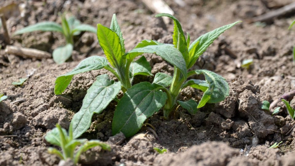 Tam, kde zůstal kousek loňské úrody, vyrazí topinambury i letos