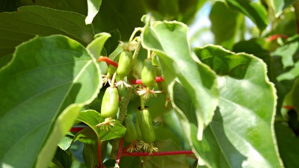 Actinidia kolomikta, samičí rostlina po opylení, po odkvětu