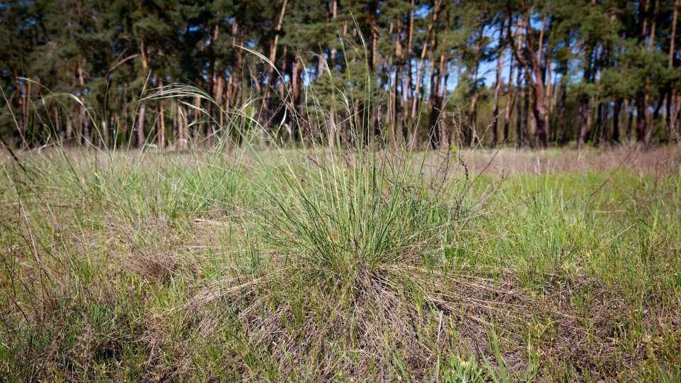 Jeden z druhů kavylu. Klasy trávy vlající ve větru vytvářejí na vrcholu vegetace úchvatnou podívanou | foto: Zdeněk Truhlář, Český rozhlas Jeden z druhů kavylu. Klasy trávy vlající ve větru vytvářejí na vrcholu vegetace úchvatnou podívanou